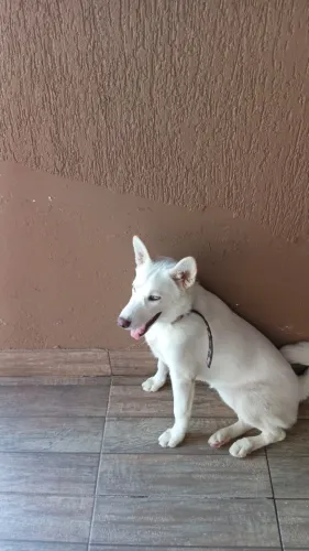 Animal