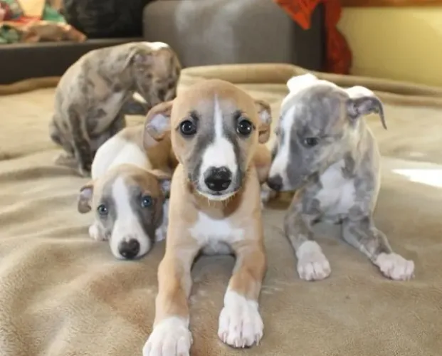 Whippet Filhotes