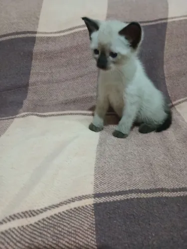 Gatinho siamês 