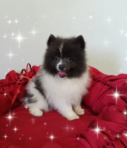 Filhotes de spitz alemão lindos e peludos