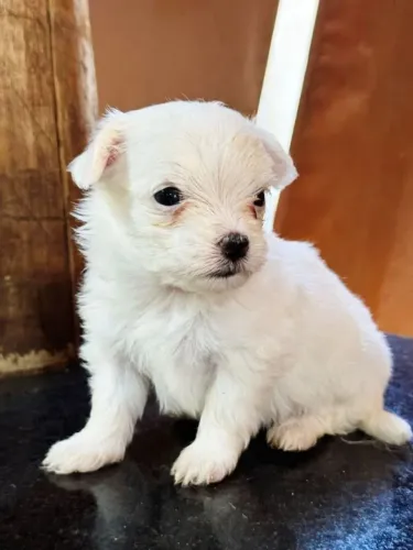 Maltês Cachorrinho disponível com perfil dócil e amigável