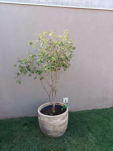 Planta jabuticaba