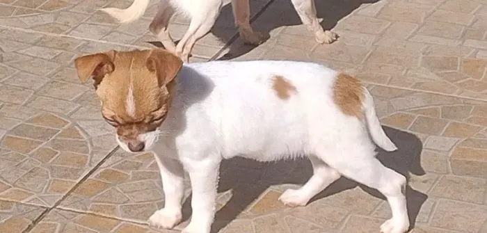 Fêmea de chihuahua com 3 meses