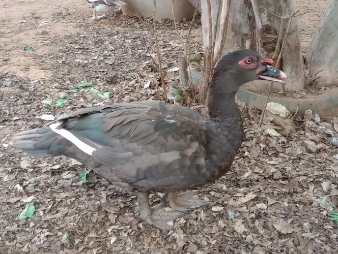 2 patos jovens na cor chocolate