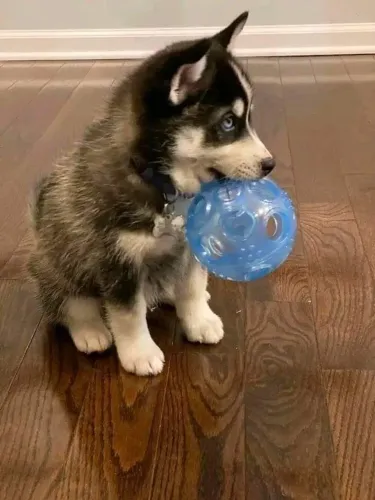 Husky siberiano Um filhotinho cheio de personalidade e amor