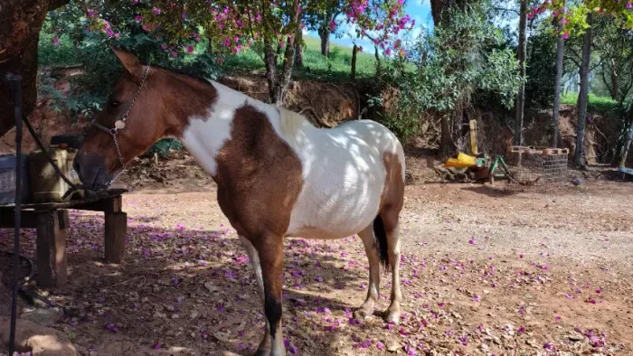 Égua