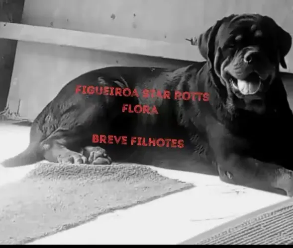 Filhotes de Rottweiler