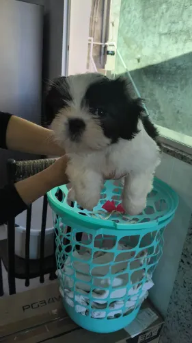 Filhote de shih-tzu fêmea com pedigree