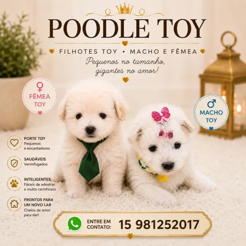 Poodle fêmea e macho