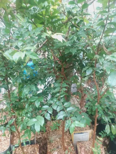 Muda de jabuticaba produzindo