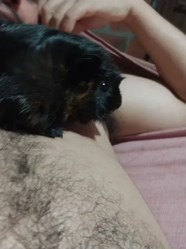 Porquinho da Índia