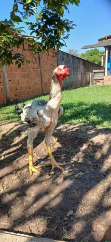 Frango e frangas indio gigante