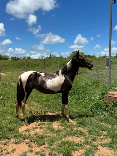 Potra Mangalarga