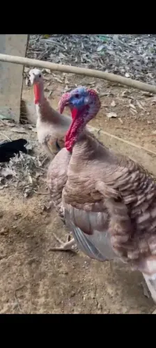 Animais