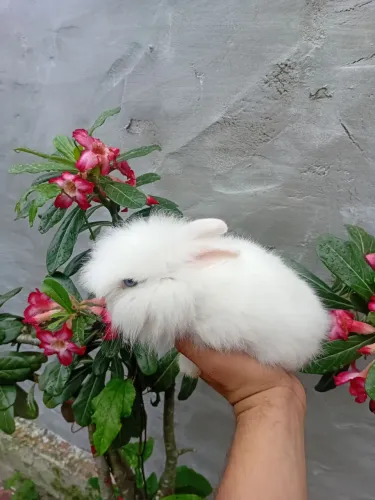 Coelho mini 