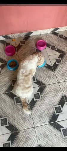 Um doguinho Shitzu