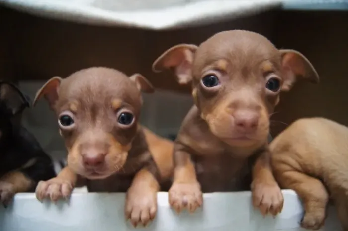Filhotinhos Pinscher/Pincher dócil e de excelente procedência ativa saudável