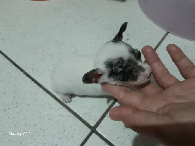 Bulldog Francês 