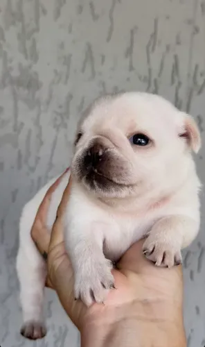 Filhote de Pug albino 