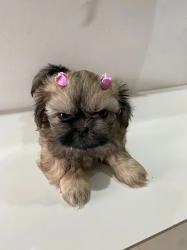 Shih tzu mini femea douradinha linhagem pura