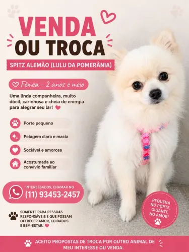 Troco ou vendo Spitz femea