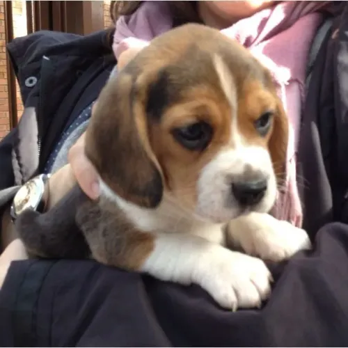 Beagle Um filhote que adora estar perto de quem ama