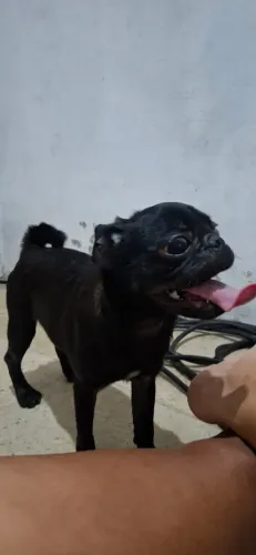FILHOTES PUG PRETA E ABRICOT
