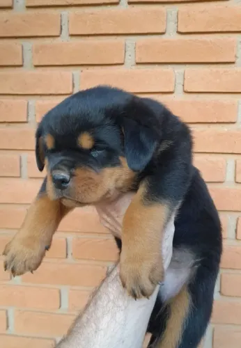 Rottweiler Filhotes do Canil direto para sua casa 