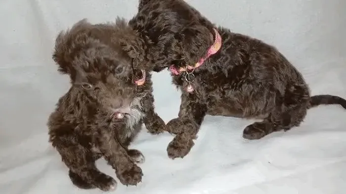 Poodle