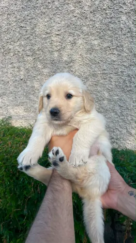 Bebês Goldem Retriever