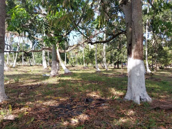 Vendo terreno no sítio Riacho Velho em Marechal Deodoro 
