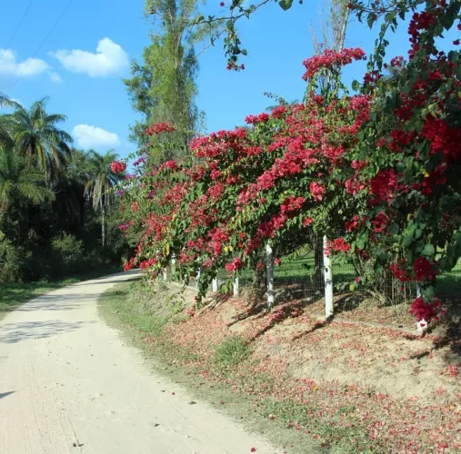 Fazendinha de 20.000m2 apenas a 42 km da praça sete de Belo Horizonte