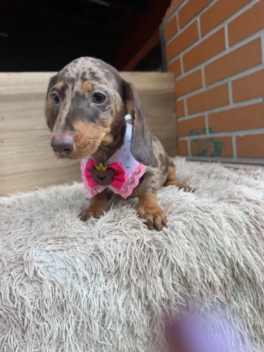 Dachshund fêmea chocolate arlequim