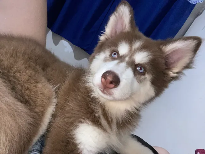 Husky siberiano fêmea 