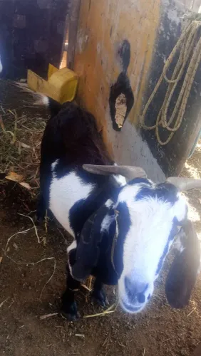 Cabrita