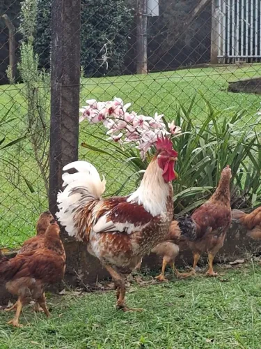 Vendo ovos Gsb galado 