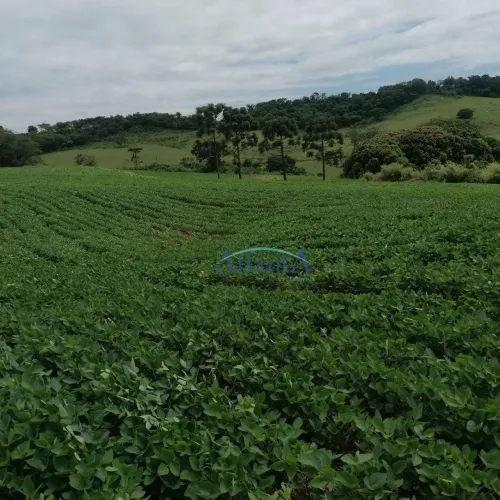 Sítio à venda, 121000 m² por R$ 1.500.000,00 - São Domingos - Apucarana/PR