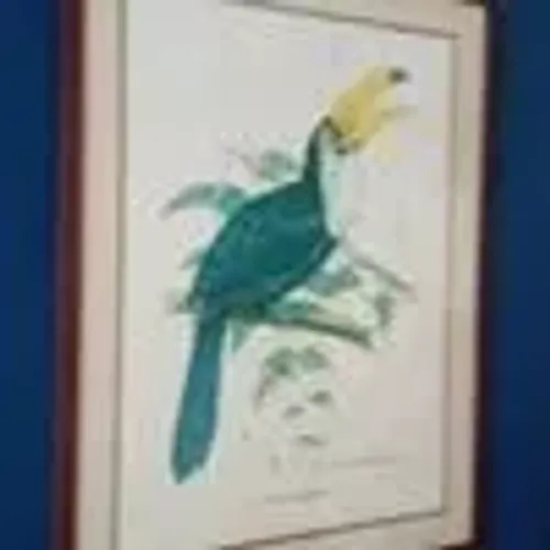 quadro tucano