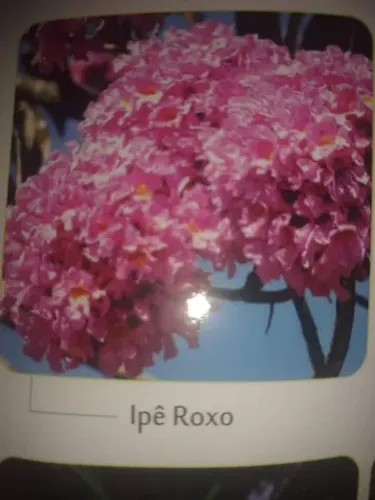 Mudas de ipê roxo/rosa/amarelo 