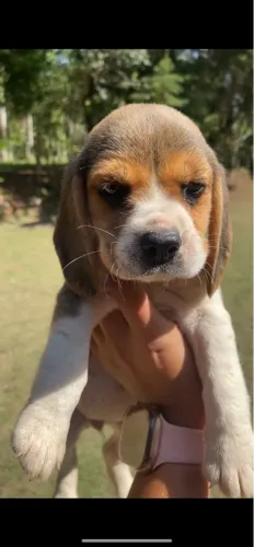 Maravilhosos beagles fofos