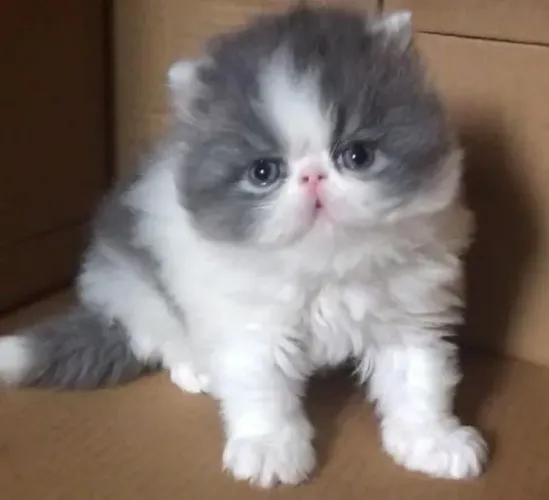 Gato Persa com excelente padrão