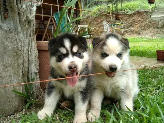 Husky Siberiano originais, cores exoticas e com olhos auis