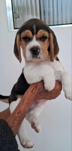 Beagles canil tricolor 