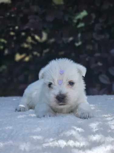 West Terrier | IG @canil.alesnewworld
