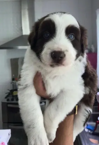 Border collie Blue Merle/red merle/preto e branco/chocolate
