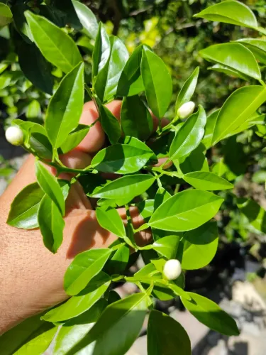 Mudas de Laranja Pera Enxertada