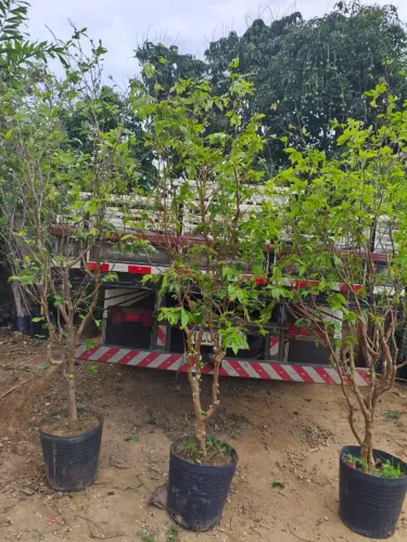 Jaboticaba com 2mertros e meio a 3 produzindo 