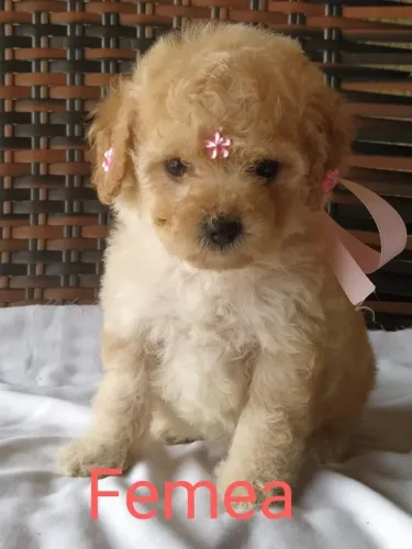 Poodle toy -Filhotes com assistêsncia Veterinária gratuita