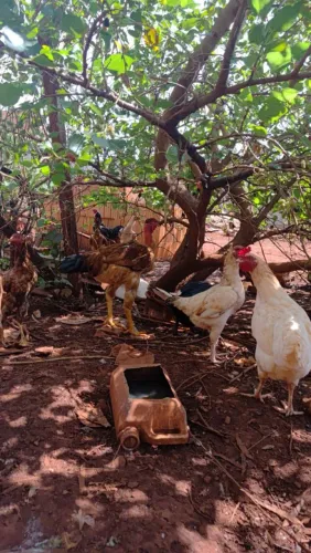 Vende-se frangos caipira 