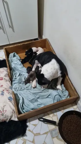 Pré-vendas de filhotes de American Bully